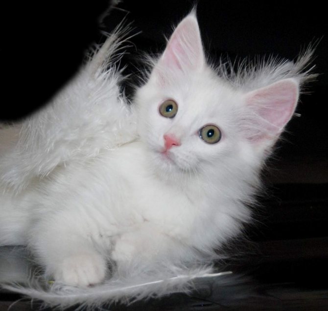 Белый котенок.