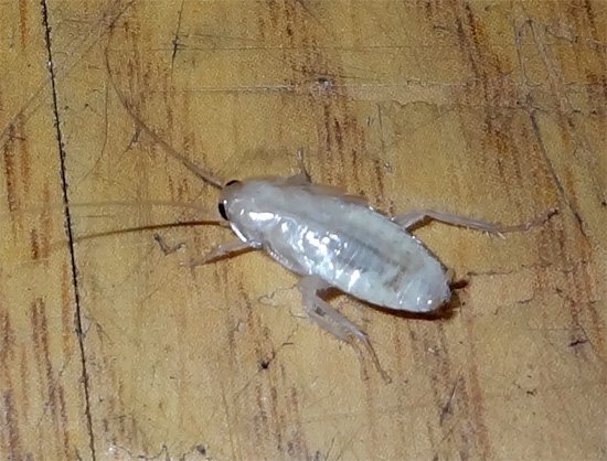 Белый таракан в квартире - это не мутант, а личинка, только что сбросившая старый хитиновый покров.