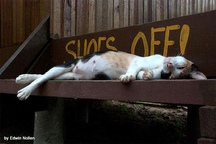 Беременная кошка спит на скамейке, фото фотография