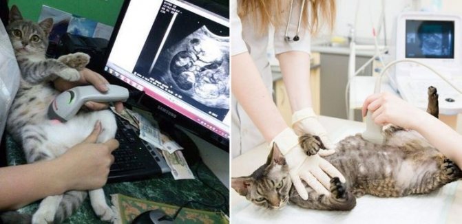 Беременной кошке делают УЗИ