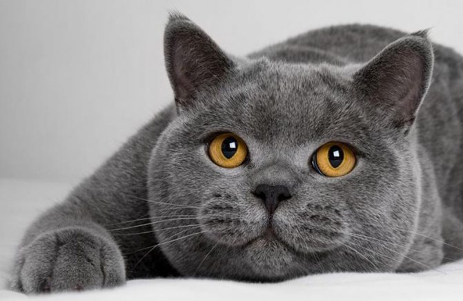 Беременность британской кошки: длительность, признаки и особенности