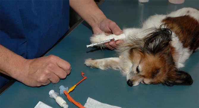 Берет анализ крови у собаки