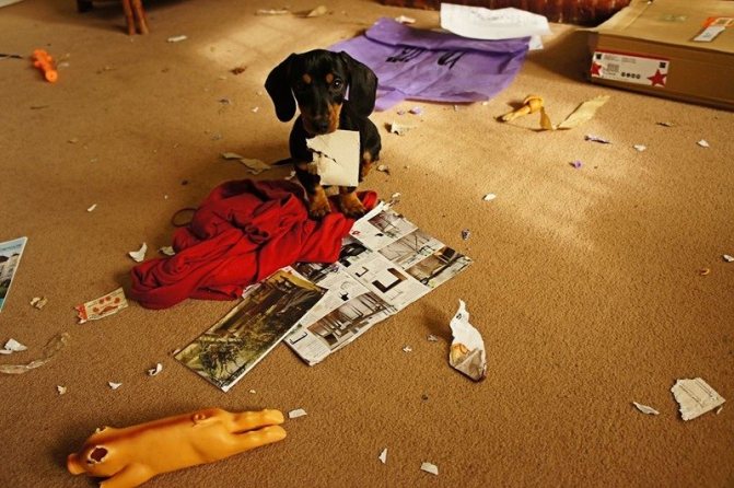 Беспорядок в квартире — последствие стресса у собаки