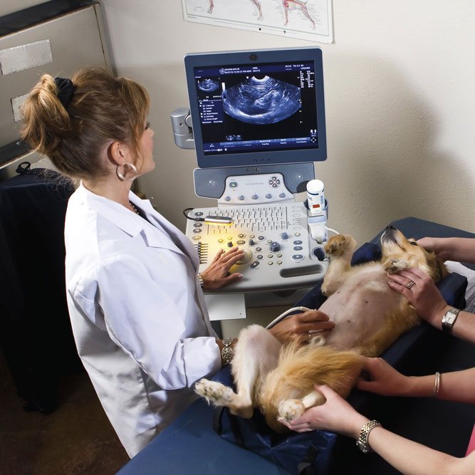 Без полного обследования организма собаки нельзя ставить диагноз и назначать лечение