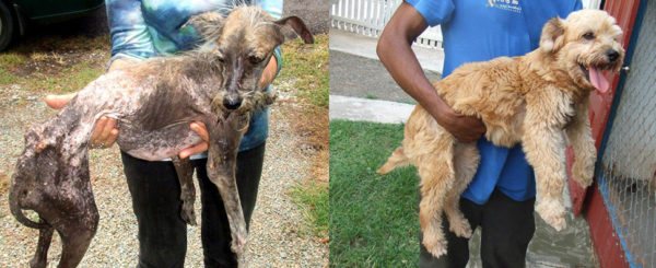 Бездомная собака до и после лечения