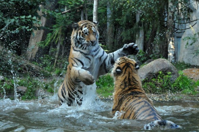 Битва амурских тигров за территорию