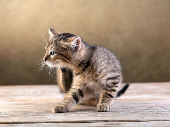 Блохи у кошек: кто это и как с ними бороться