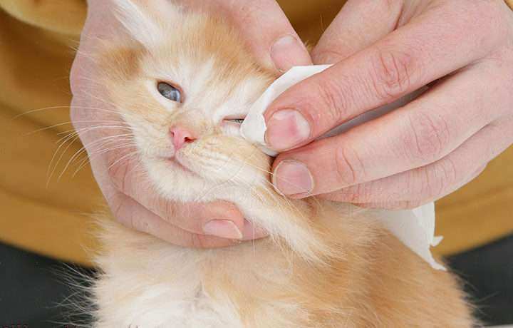 болеет кот чихает глаза гноятся лечение