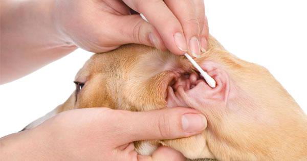 болезнь ушей у собак лечение