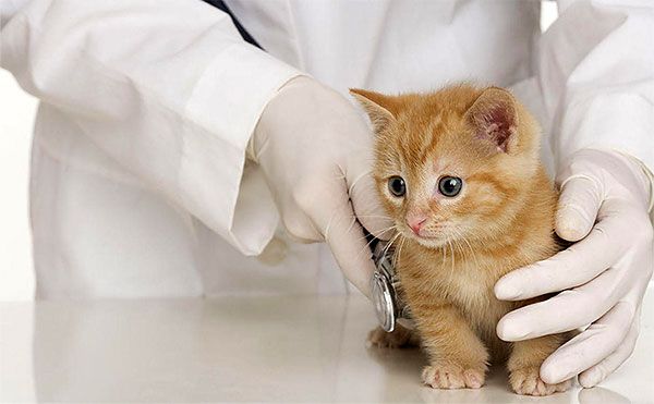 Болезни кошек и их лечение