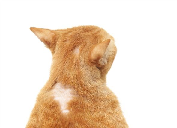 Болезни влияющие на выпадение шерсти у кошек