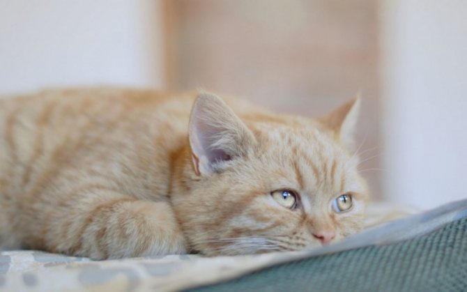 Болезни желудка и кишечника у кошек