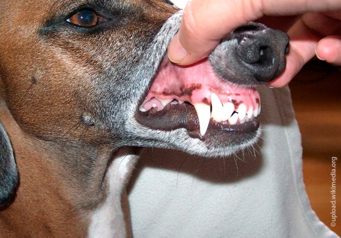Болезни зубов у собаки