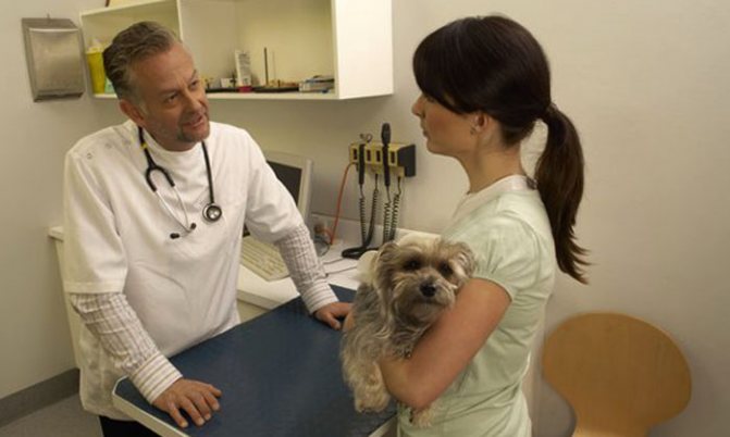Больная собака у ветеринара