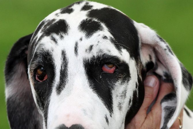 Больные глаза у собаки
