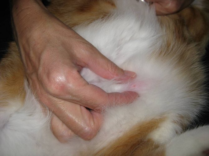 Большая опухоль под кожей на спине у кошек