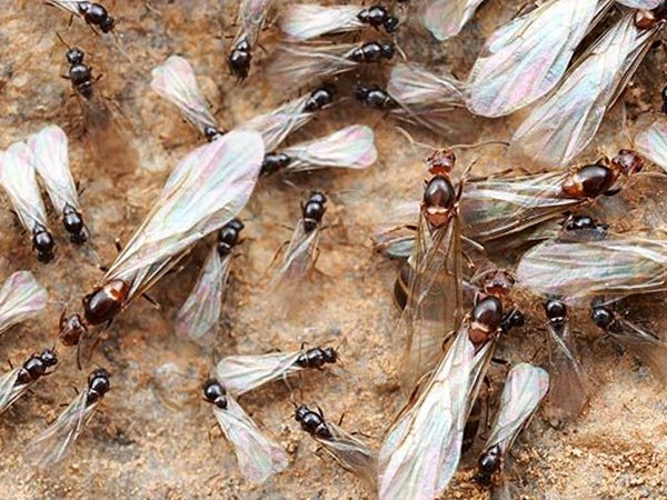 Большое количество муравьев с крыльями