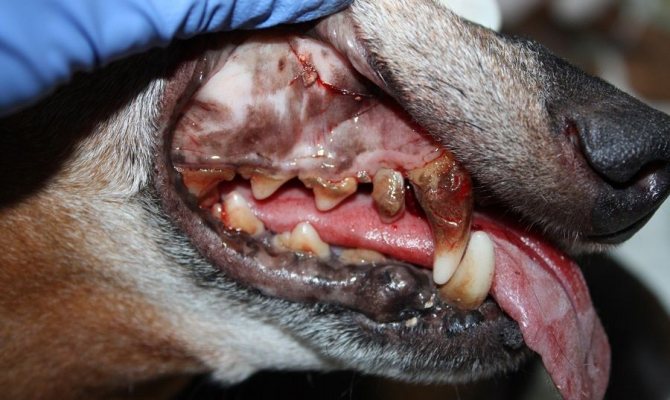 болят зубы у собаки