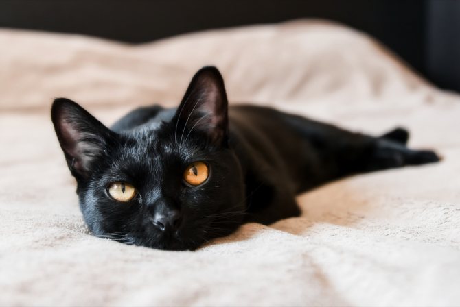 Бомбейская кошка обладает черной, блестящей шерстью