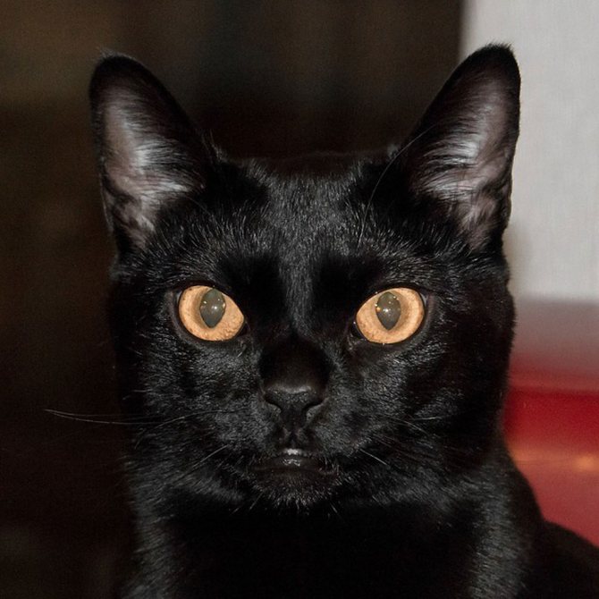 Бомбейский котик.jpg