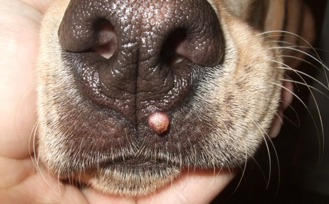 Бородавка у собаки у носа
