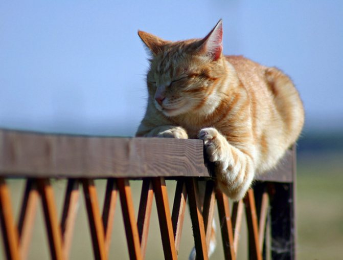 Бразильский короткошерстный кот фото