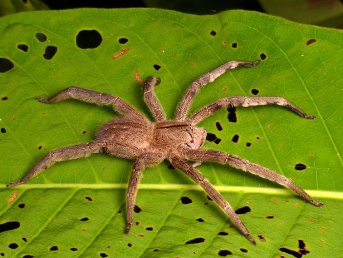Бразильский странствующий паук среди наиболее ядовитых паукообразных на Земле