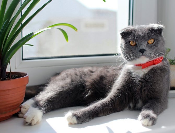 Британская короткошерстная кошка: описание, характер, уход, фото