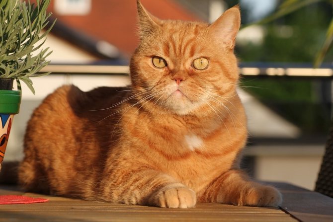 Британская короткошерстная кошка: описание, характер, уход, фото
