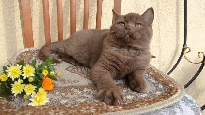 британская кошка циннамон