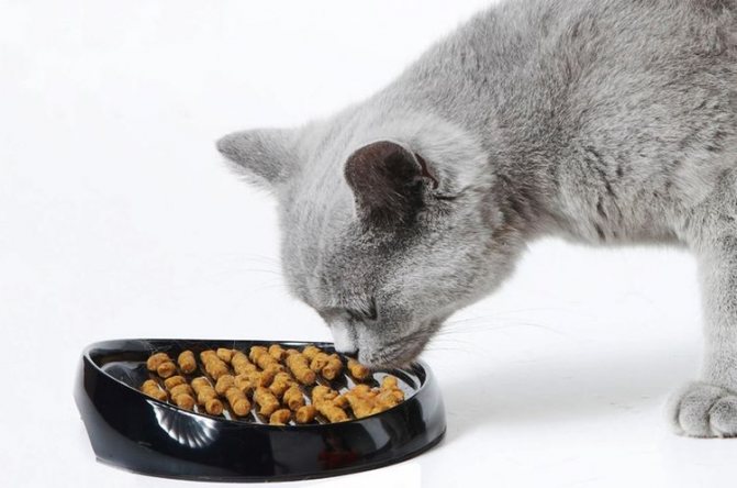 Британская кошка ест сухой корм