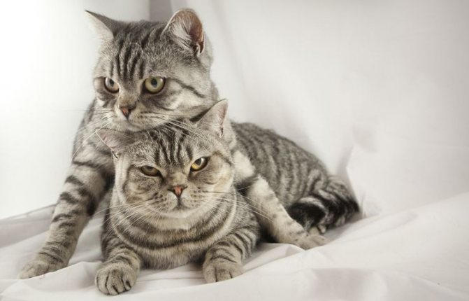 Британские кот и кошка