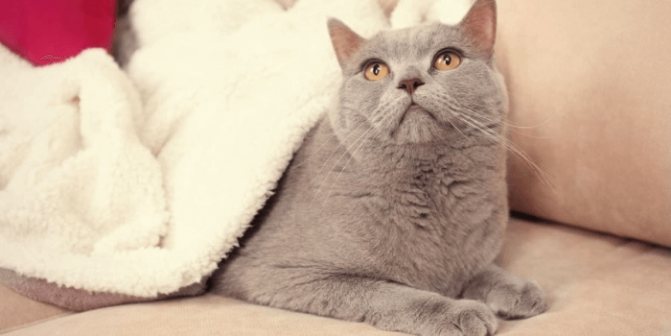 британский кот под одеялом