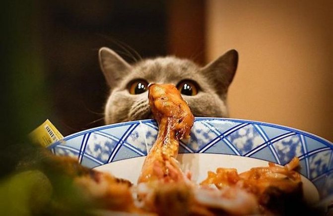 Британский кот пытается стащить курицу с тарелки