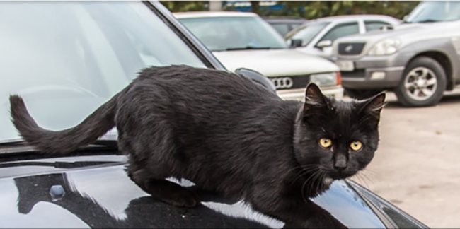Будь бдителен, водитель: что случится вскоре с машиной, на которой сидела кошка