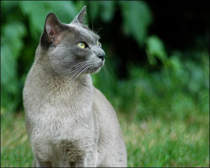 Бурманская голубая кошка фото.jpg