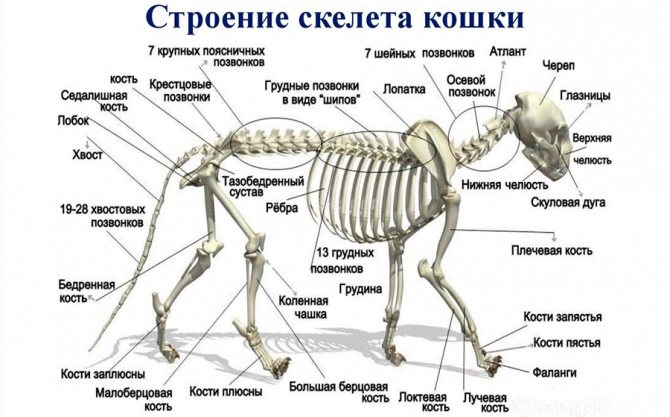 Скелет кота фото с описанием костей