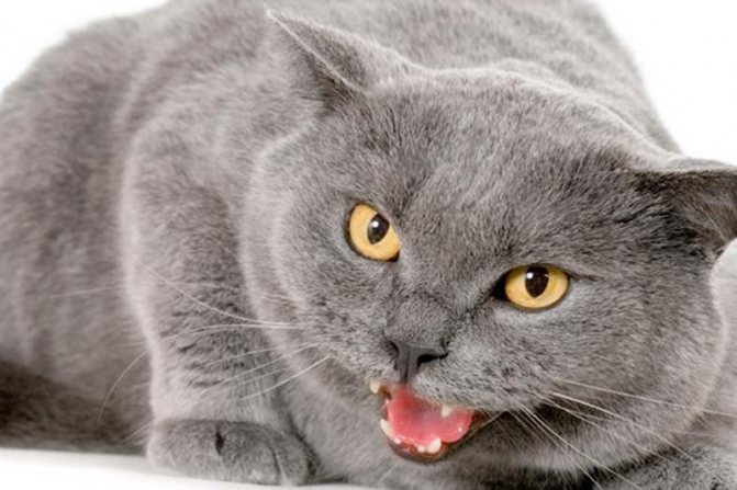 cats mixstuff 4 6 милых кошачьих повадок и их неожиданные объяснения