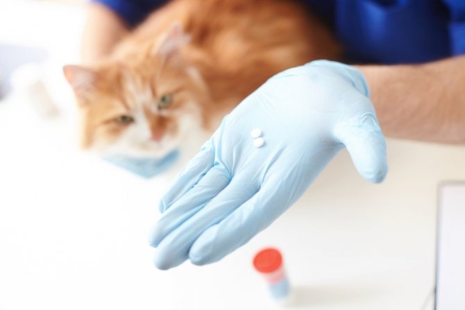 Цефтриаксон кошкам дозировка для лечения