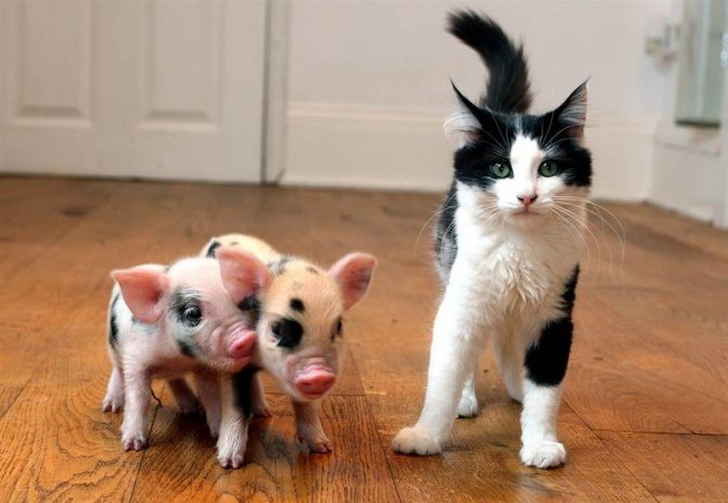 Цефтриаксон назначают кошкам и декоративным свиньям