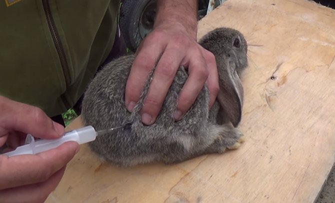 Цефтриаксон спасает кролика
