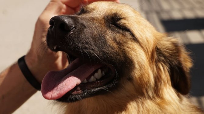 Часть жидкости собака теряет при учащенном дыхании