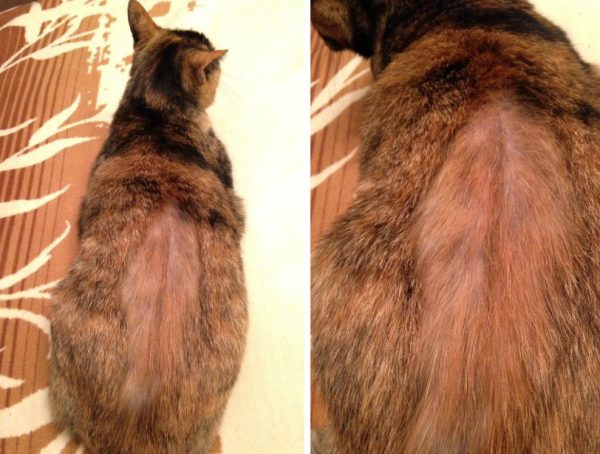 Частичная алопеция на спине у кошки