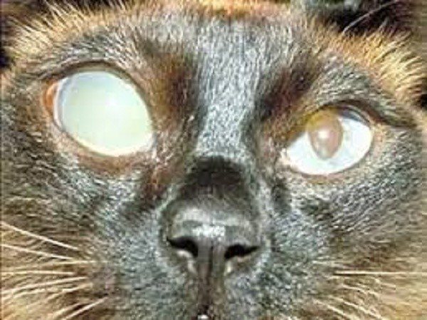 Частично или полностью ослепшая кошка может ориентироваться в пространстве посредством усов и ушей