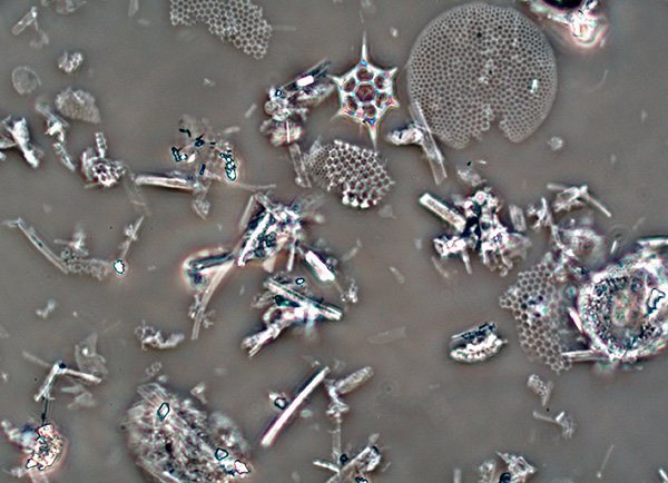 Частицы диатомита под микроскопом.
