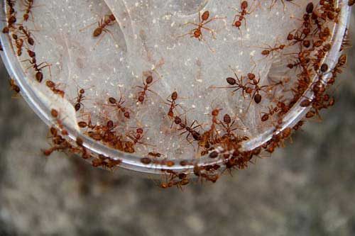 чего боятся домашние муравьи