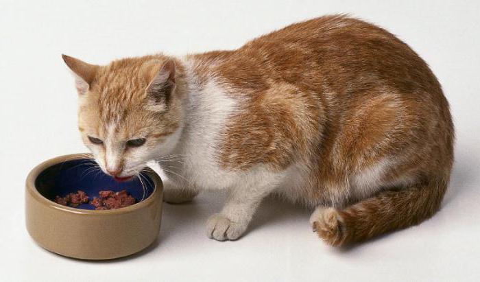 чем кормить кота в домашних условиях