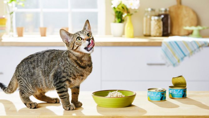 Чем кормить котов после мочекаменной болезни