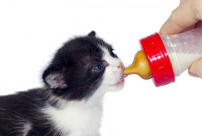 Чем кормить котят если у кошки нет молока