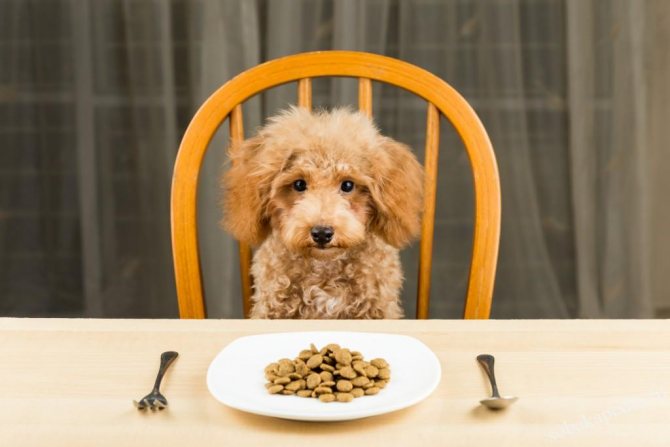 Чем кормить пуделя-меню от щенка до взрослой собаки, запрещенные продукты